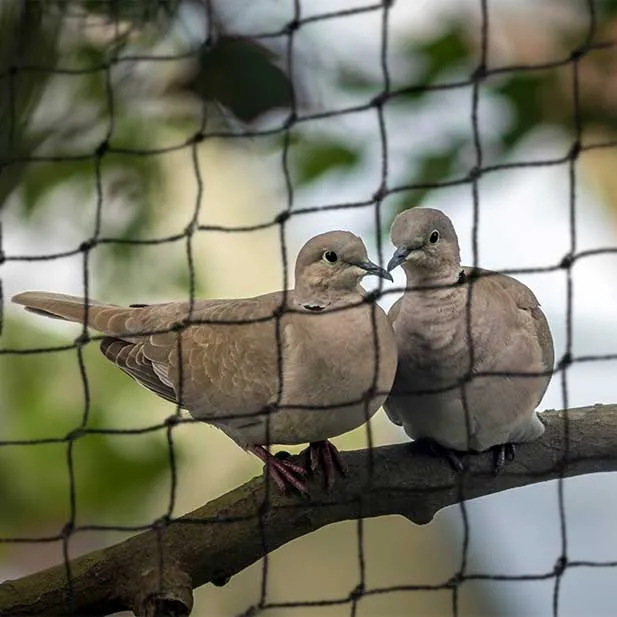 Doves & Pigeons - 38mm knotted square mesh - 600d 5ply